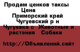 Продам ценков таксы › Цена ­ 1 000 - Приморский край, Чугуевский р-н, Чугуевка с. Животные и растения » Собаки   